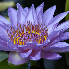 Схема вышивки «Голубой лотос»