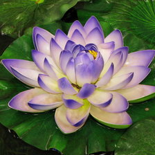 Схема вышивки «Голубой лотос 2»