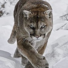 Схема вышивки «00079»