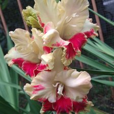 Схема вышивки «Танин гладиолус»