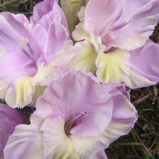 Схема вышивки «Танин гладиолус 2»