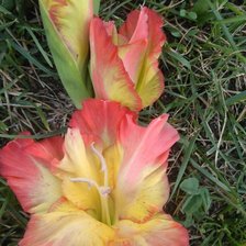 Схема вышивки «Для Тани 5»