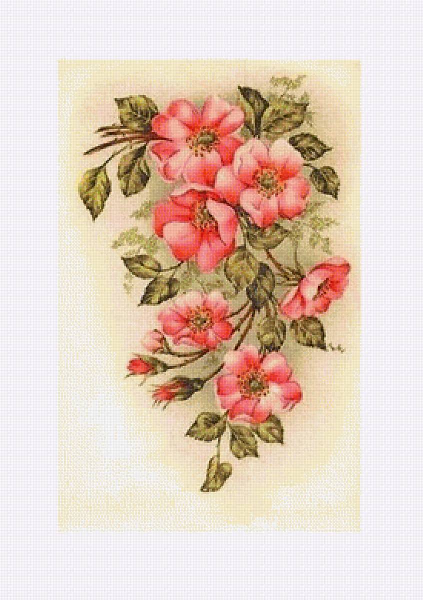 pekné ružičky - предпросмотр