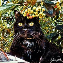 кот в кустах