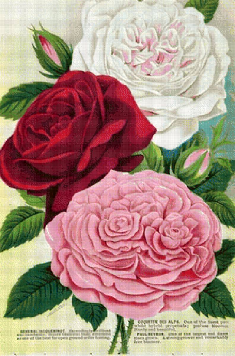 №1328235 - розы.цветы. - предпросмотр