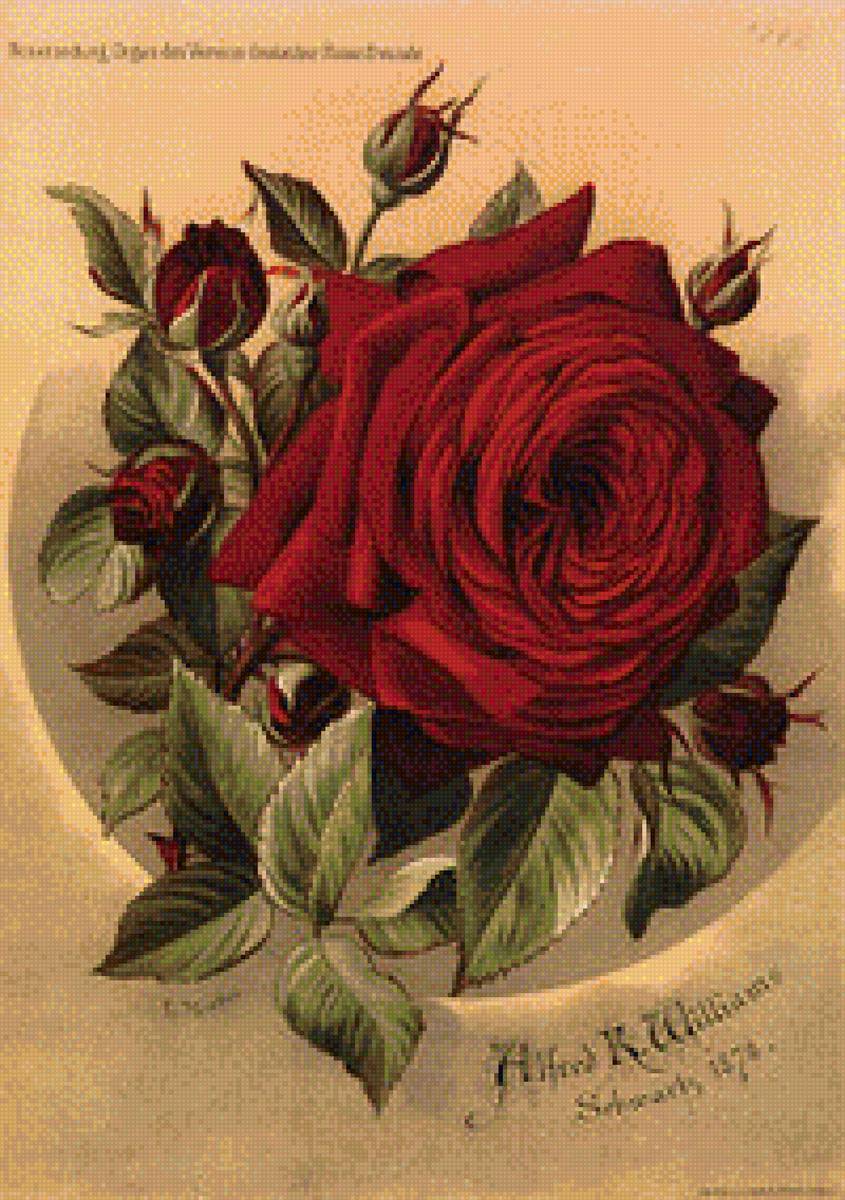 №1328250 - розы.цветы. - предпросмотр