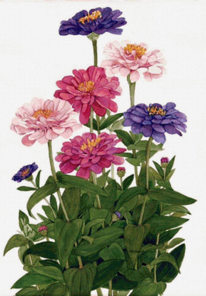 cínie - предпросмотр