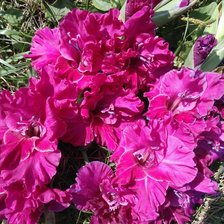 Схема вышивки «Два гладиолуса»