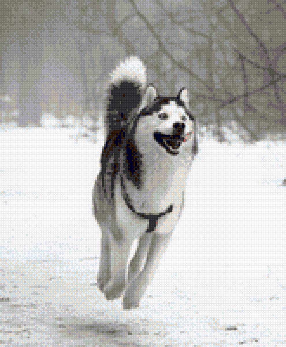 Хаски - хаски, собака, животные - предпросмотр