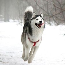 Схема вышивки «Хаски»