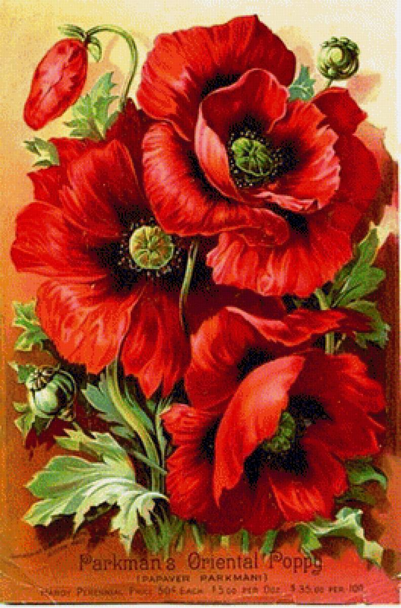 vlčie maky - предпросмотр