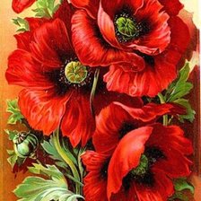 Схема вышивки «vlčie maky»