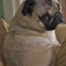 Схема вышивки «Мопс»