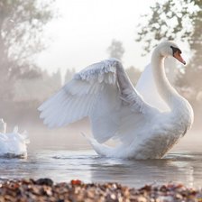 Схема вышивки «Лебеди»
