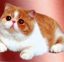 Схема вышивки «экзотическая кошка»