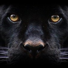 Схема вышивки «00083»