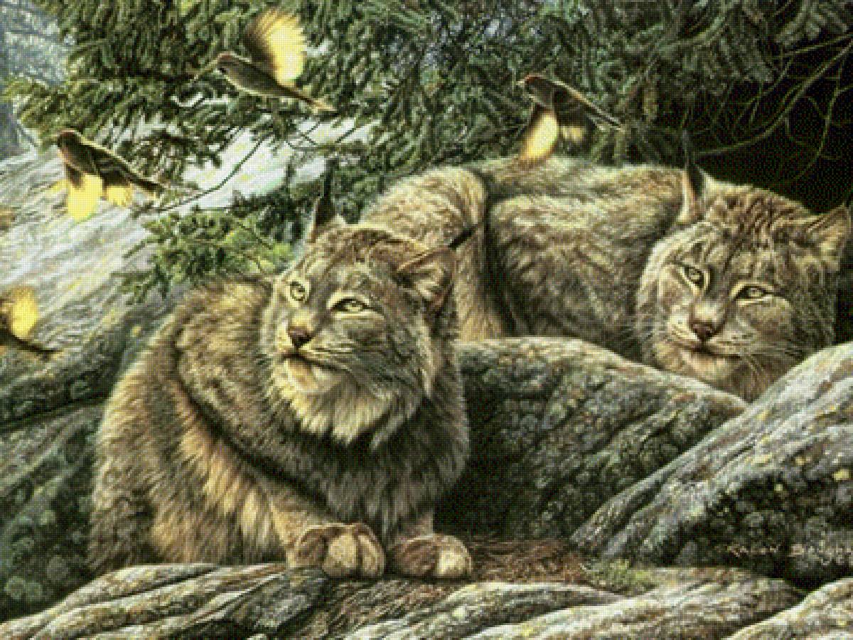 рыси - пара, дикие кошки - предпросмотр