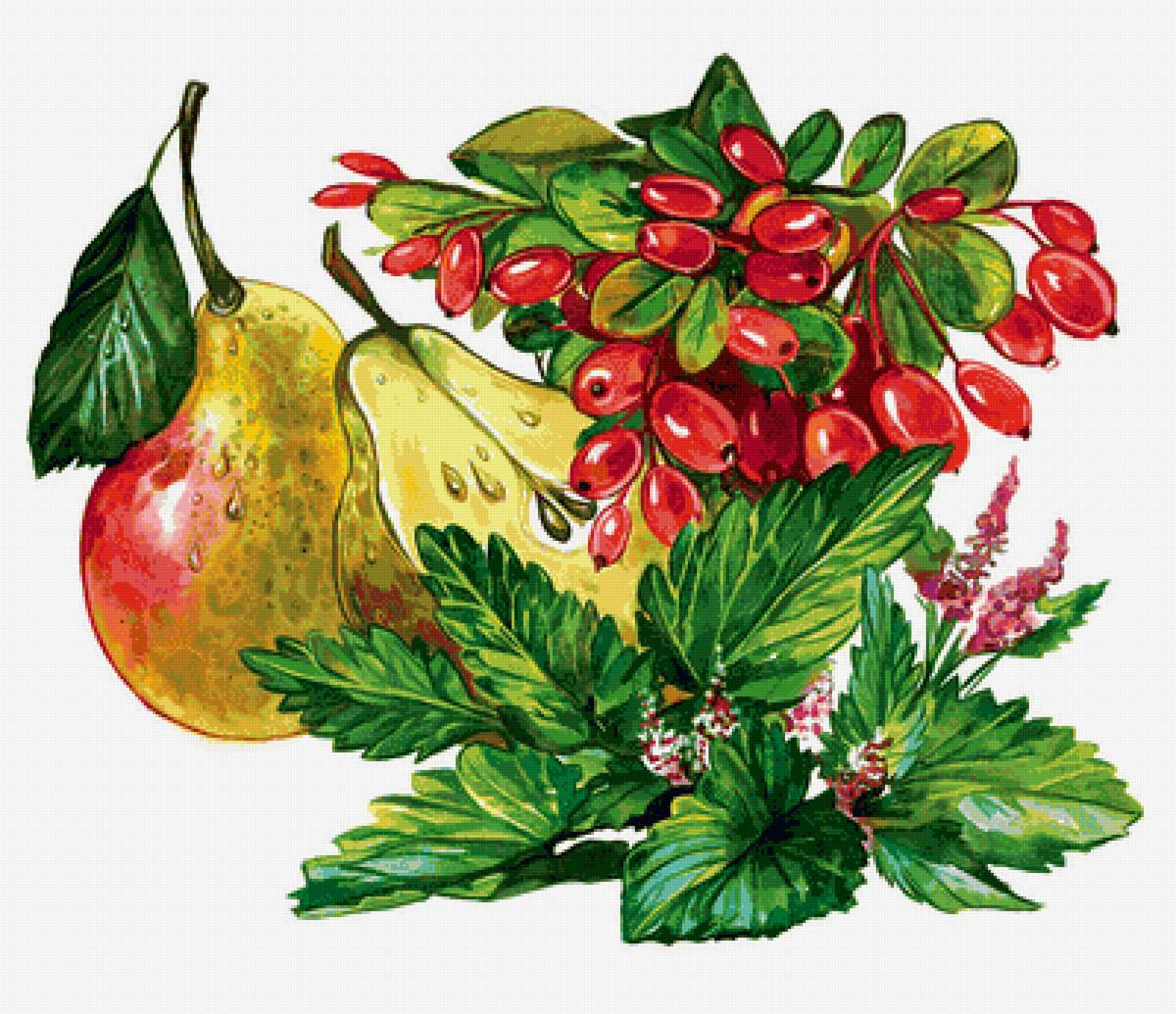 Барбарис и груши - ягоды, фрукты - предпросмотр