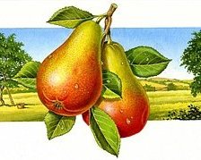 Схема вышивки «груши»