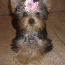 Схема вышивки «щенок Йорка»