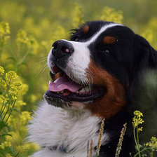 Схема вышивки «веселая мордашка»