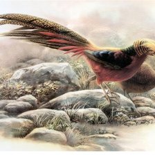 Схема вышивки «птицы»