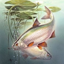 Схема вышивки «706»