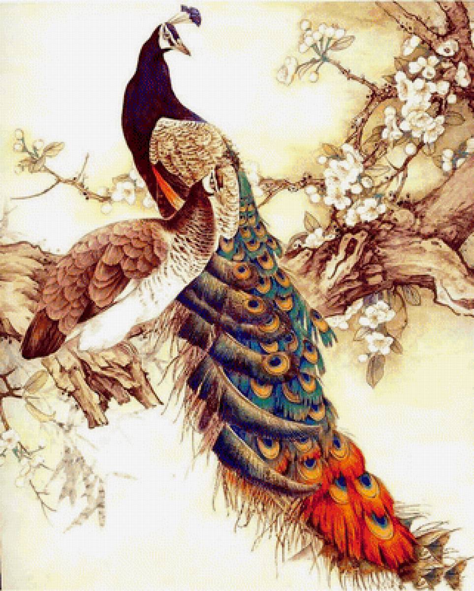 Павлин - птицы - предпросмотр