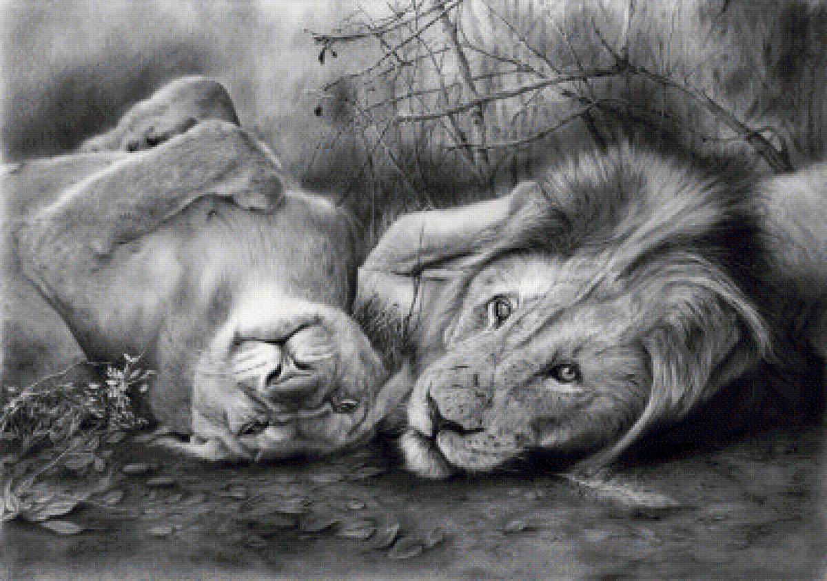 пара - пара, дикие кошки - предпросмотр