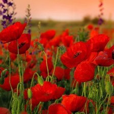 Схема вышивки «природа,цветы»