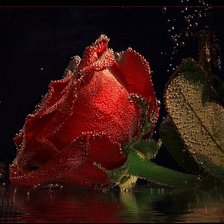 Схема вышивки «Роза на черном»