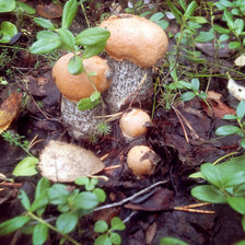 Схема вышивки «Грибная семья»