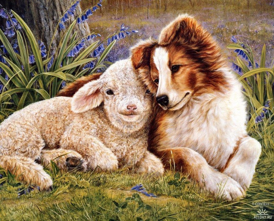 друзья - друзья, собаки, пара, ягненок - оригинал