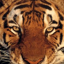 Схема вышивки «тигр, на подушечку»