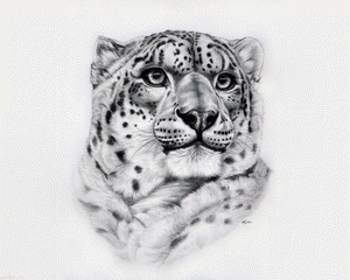 Гепард - дикие животные - предпросмотр