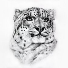 Схема вышивки «Гепард»