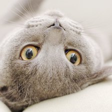 Схема вышивки «кот»