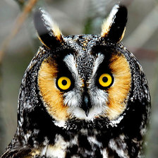 Схема вышивки «сова»