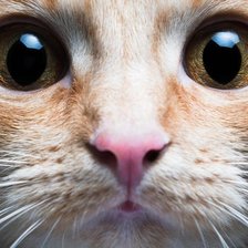 Схема вышивки «котик»