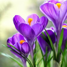 Схема вышивки «сон трава»