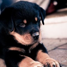 Схема вышивки «щенок»