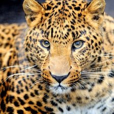 Схема вышивки «леопард»