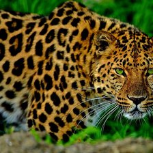 Схема вышивки «№1335913»