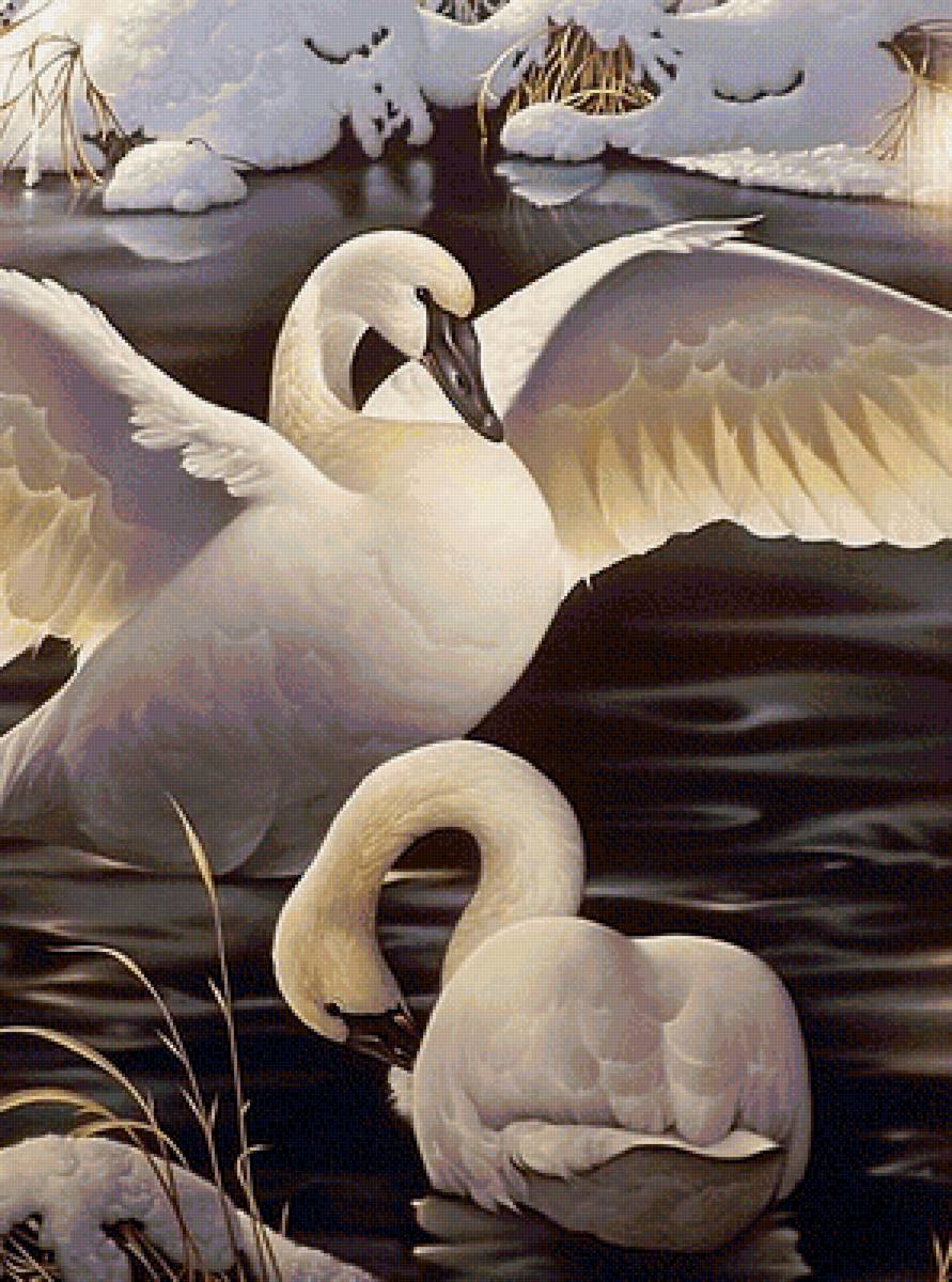 Лебеди - пара, река, лебеди, птицы - предпросмотр