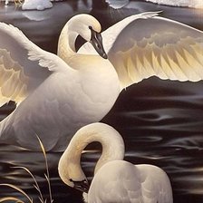 Схема вышивки «Лебеди»