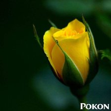 Схема вышивки «Роза»