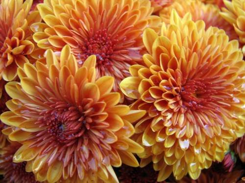 Хризантемы - оригинал