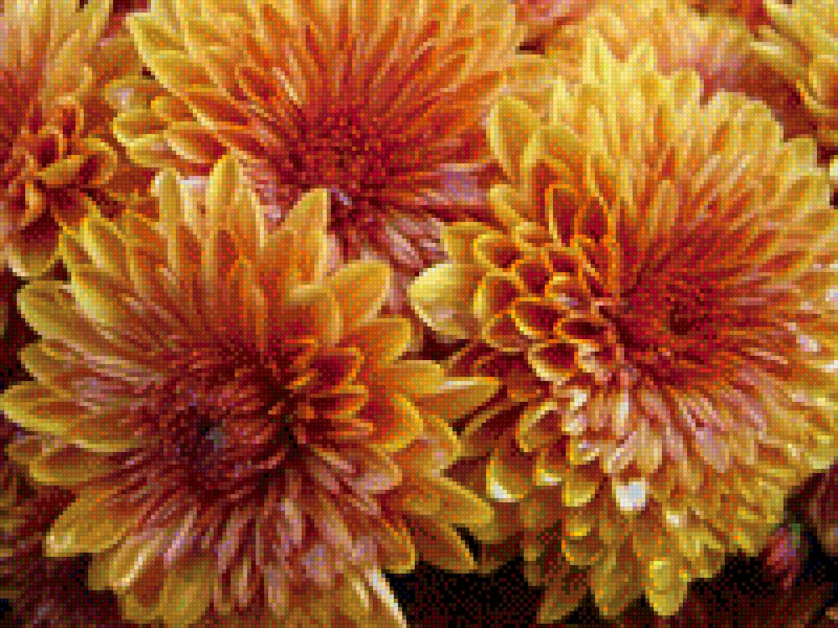 Хризантемы - предпросмотр