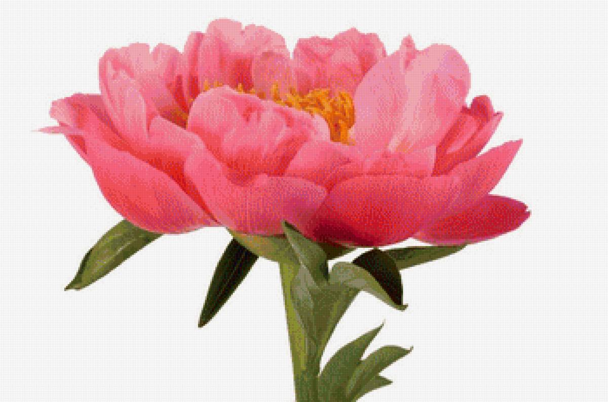 Пион - цветы - предпросмотр