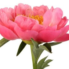 Схема вышивки «Пион»